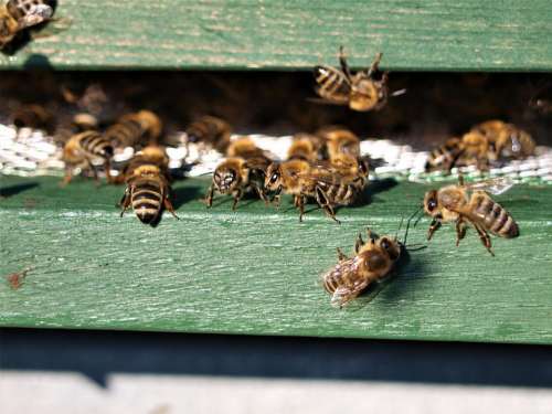 Honey Bee Bee Insect Honey Beehive Pollen Nectar