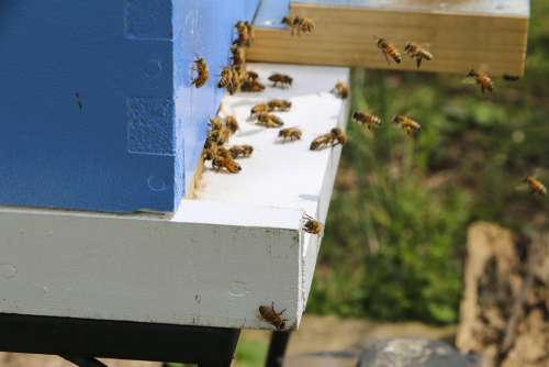 Honey Bee Beehive Flight