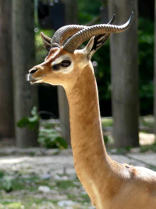 Horned Zoo Horns Animal World Nature