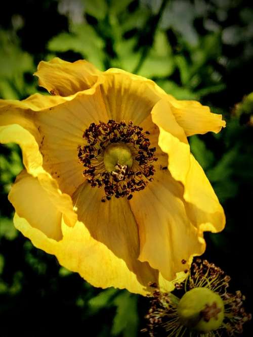 Hornmohn Yellow Blossom Petal Nature Plant Summer