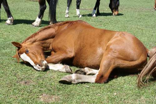 Horse Laying Meadow Peaceful Farm Natural Animal