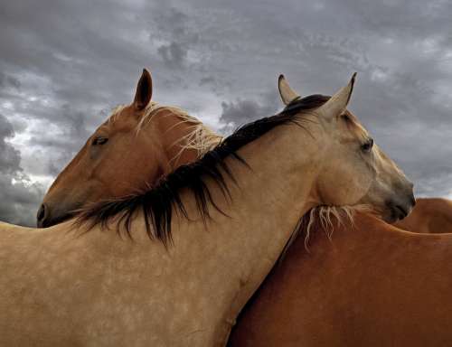 Horse Love Horses Nature Friendship Equine Couple