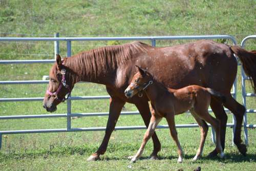 Horse Equine Mare Foal Colt Animal Nature Horses