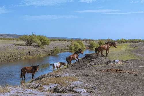 Horse River Grassland Nature