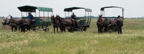 Hortobágy Hungary Great Plains Plains Stud