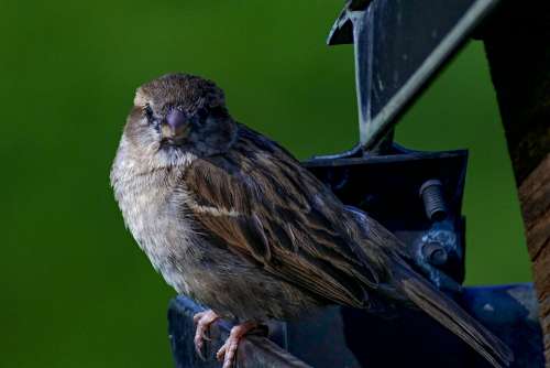 House Sparrow Bird Sparrow Songbird Close Up