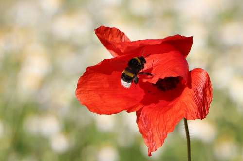 Hummel Poppy Insect Close Up Klatschmohn Nature