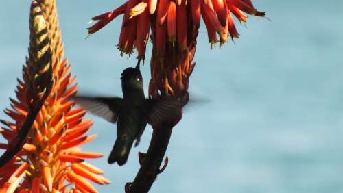 Hummingbird Ave Flight Pollen Lightness