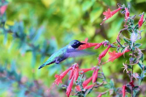 Hummingbird Flying Bird Nature Red