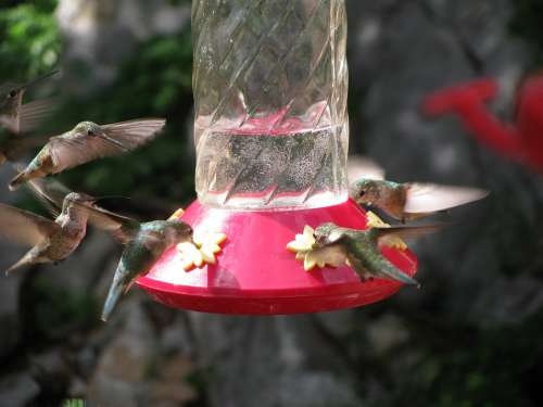 Hummingbird Nature Desert Bird Wildlife Wings