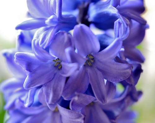 Hyacinth Flower Spring Flower Blue Flowers