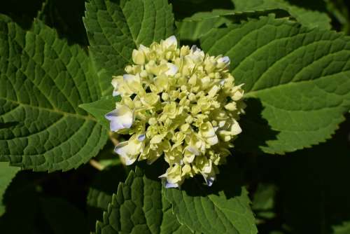 Hydrangea Plant Shrub Buds Colorful Purple Garden