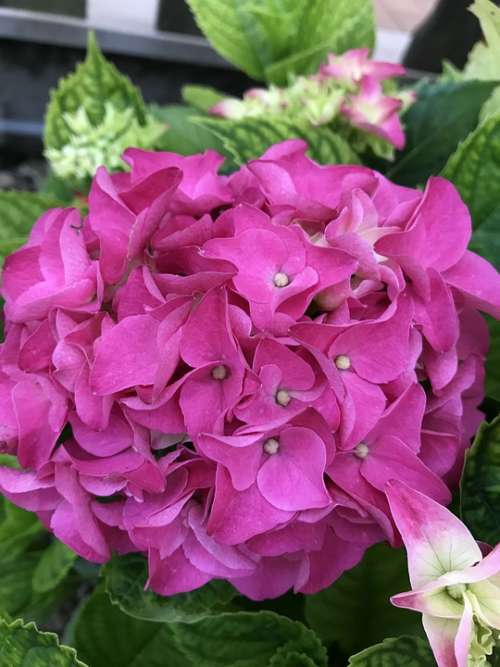 Hydrangea Fuxia Flower Nature Garden Flowers