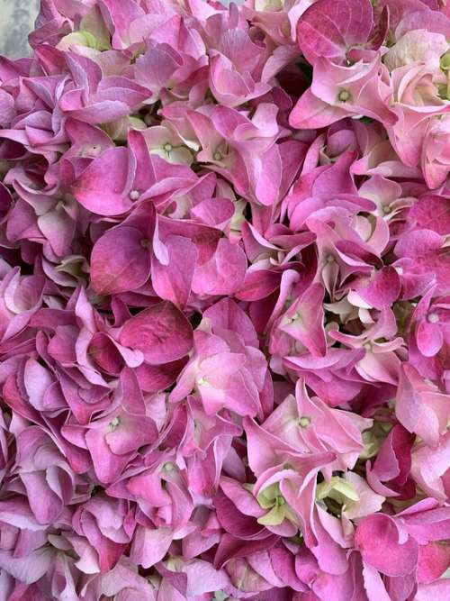 Hydrangea Flowers Pink Plant Summer