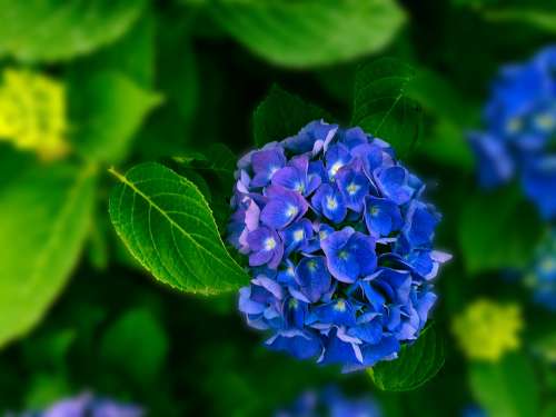 Hydrangea Flower Flora Nature Blue Summer