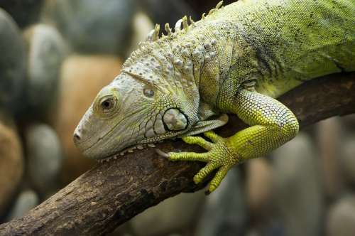 Iguana Lizard Dragon Exotic Head Tropical Scaly