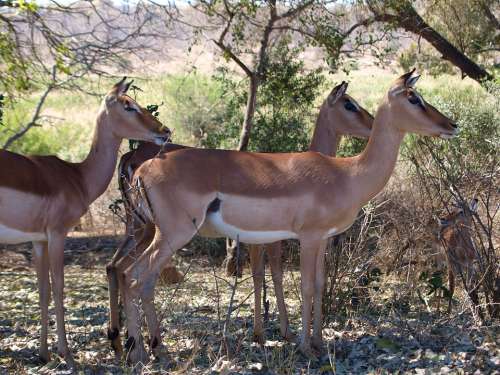 Impala Gazelle Animal World Antelope Nature Africa