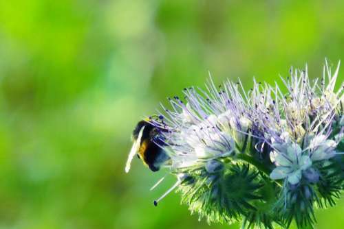 In The Flower Of Field Nature Honey Flowers Bees