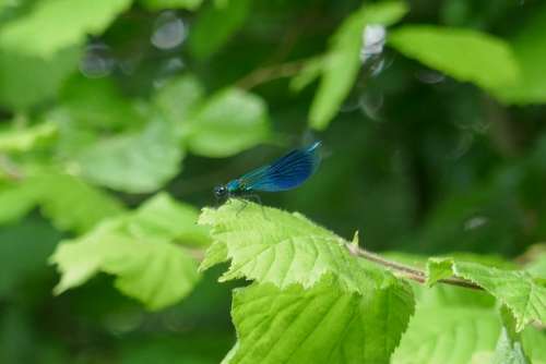 Insect Nature Spring Wings Fauna Blue Colorful