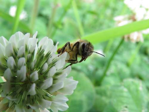 Insect Bee Honeybee Flowers Clover Natural
