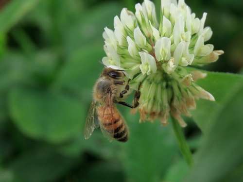 Insect Bee Honeybee Honey・Video Close Up Macro