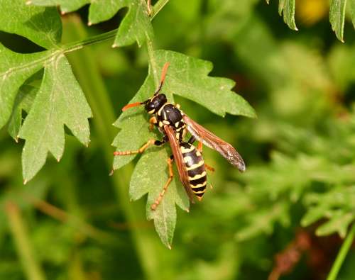 Insect Wasp Animal Nature Colors Fly