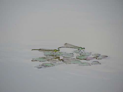 Insect Dragonfly Damselflies Husband And Wife