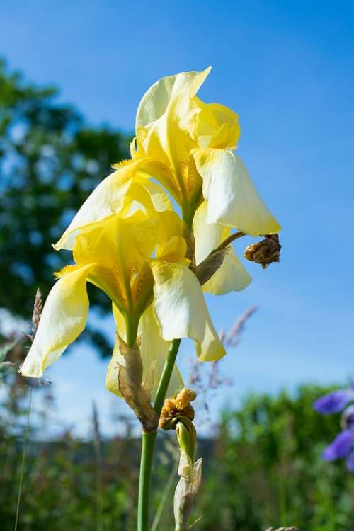 Iris Blossom Bloom Yellow Flower Nature Garden