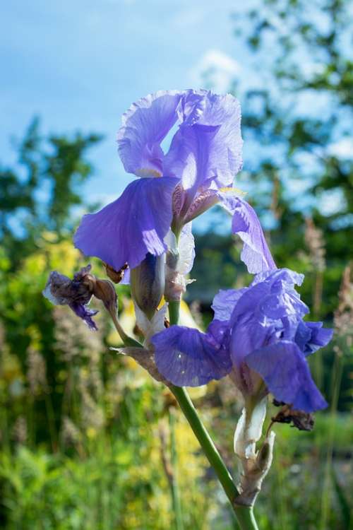 Iris Blossom Bloom Blue Flower Nature Garden