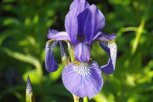 Iris Flower Violet Lily Blossomed Garden Botany