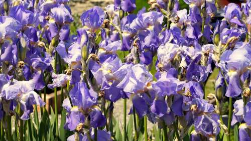 Iris Blue Blossom Bloom Flower Nature Iridaceae