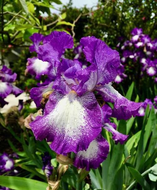 Iris Flower Purple Purple And White Spring