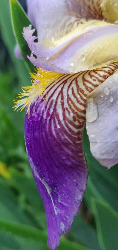 Iris Flower Purple Rain Striped Garden Nature