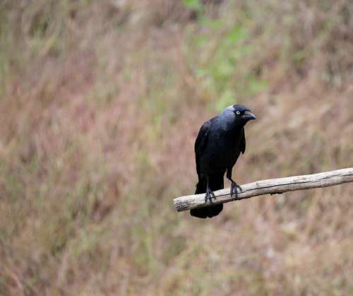 Jackdaw Raven Bird Songbird Raven Crow