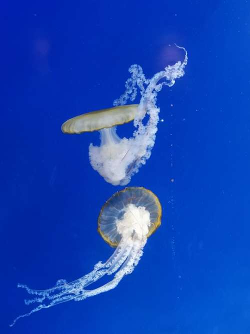 Jellyfish Animal Underwater Ocean Sea Nature