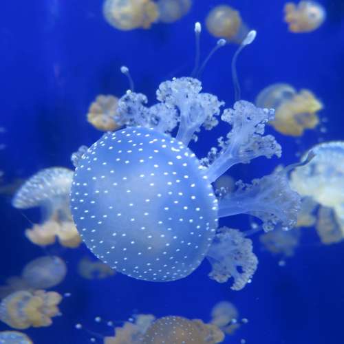 Jellyfish Tentacle Blue Translucent Underwater