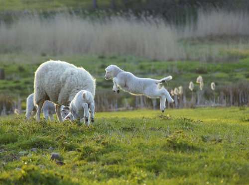 Joy Sheep Jump Cheerful Spring Emotion Light