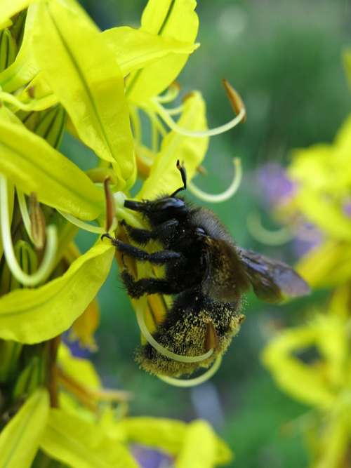 Junker Lily Asphodeline Lutea Carpenter Bee