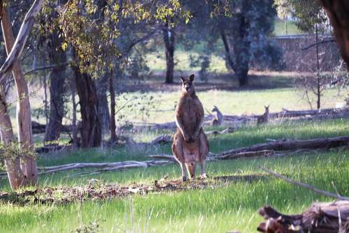 Kangaroos Wild Animals Australia Forest Gum Trees
