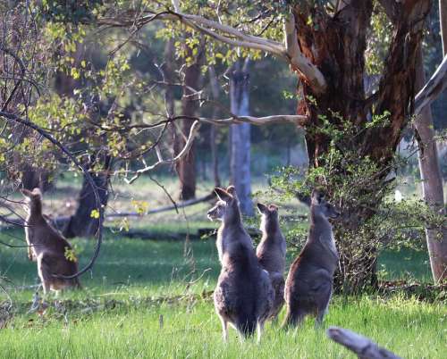 Kangaroos Wild Animals Australian Forest Gum Trees