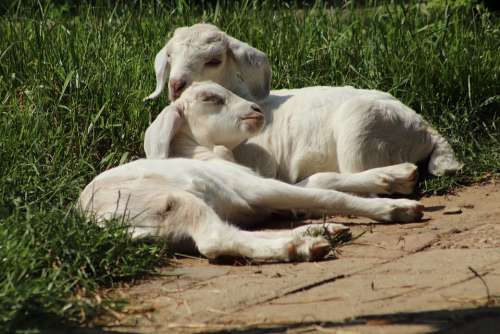 Kid Goats Pets Animals Domestic Goat Twins
