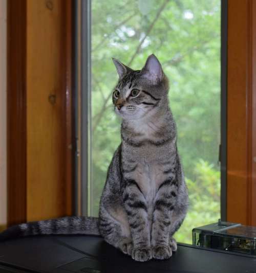 Kitten Gray Tabby Cat Feline Animal Cute Domestic