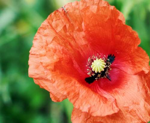 Klatschmohn Meadow Red Mohngewaechs Nature Flower