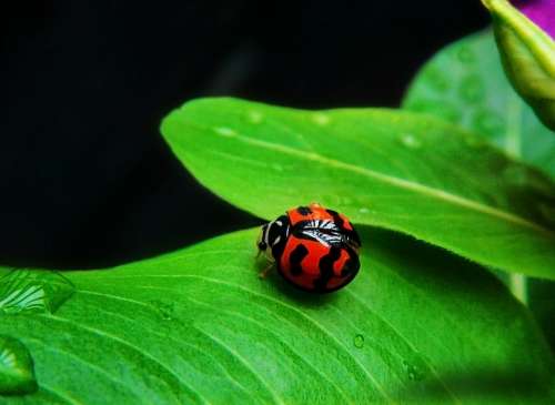 Ladybug Coquito Insect Animals Beetle Nature