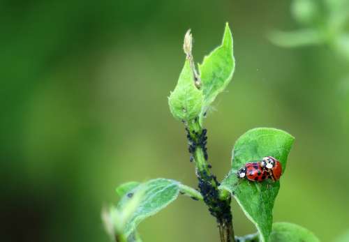 Ladybug Leaf Green Aphids Lucky Charm Insect Red