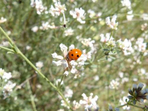Ladybug Flowers Tiny Coccinellidae Coleoptera