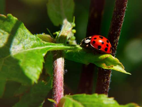 Ladybug Leaf Nature Insect Beetle Red Points