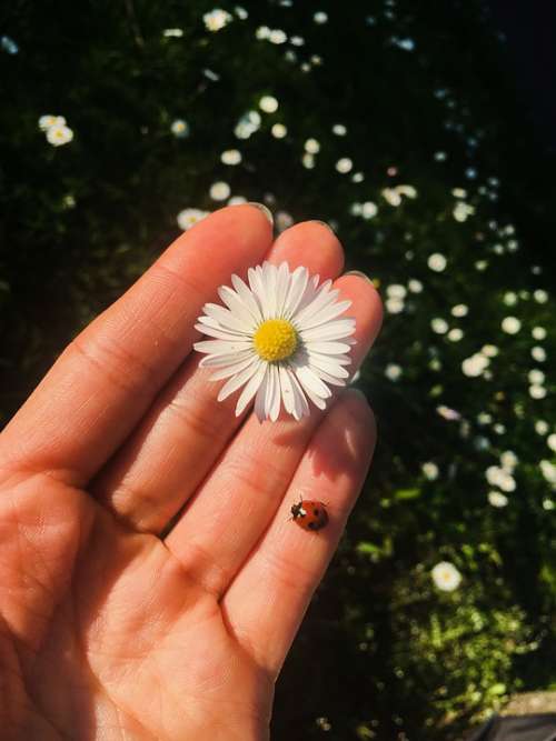 Ladybug Hand Flower Green Nature