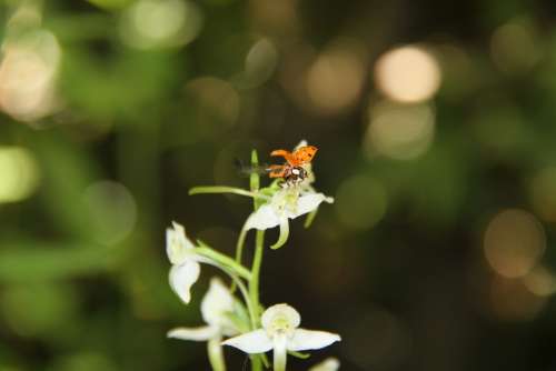 Ladybug Plathantère Orchid Garden White Flower