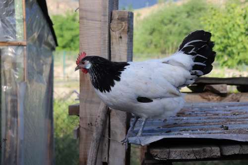 Lakenvelder Chicken Black White Farm Bird Animal